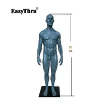 30cm Human anatomy skeleton Human Body Model Muscle Bone Artist brain skull model in trauma medical instruments цена 30cm Human anatomy skeleton Human Body Model Muscle Bone Artist brain skull model in trauma medical instruments цены онлайн