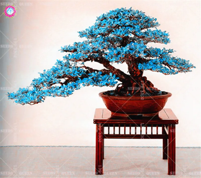 BONSAI 10pcs Blue Maple Tree Rare Japanese Maple Tropical Indoor Bonsai Tree Ornamental Potted Plants for Home Garden Decoration BONSAI 10pcs Blue Maple Tree Rare Japanese Maple Tropical Indoor Bonsai Tree Ornamental Potted Plants for Home Garden Decoration