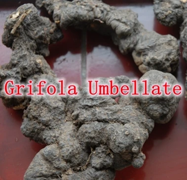 Hotsale 250gram Grifola Umbellate (Zhu Ling) Extract 30% Polysaccharide Improve immunity free shipping |