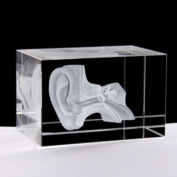

3d crystal engraving Ear anatomical model Medical Student Teaching Gifts