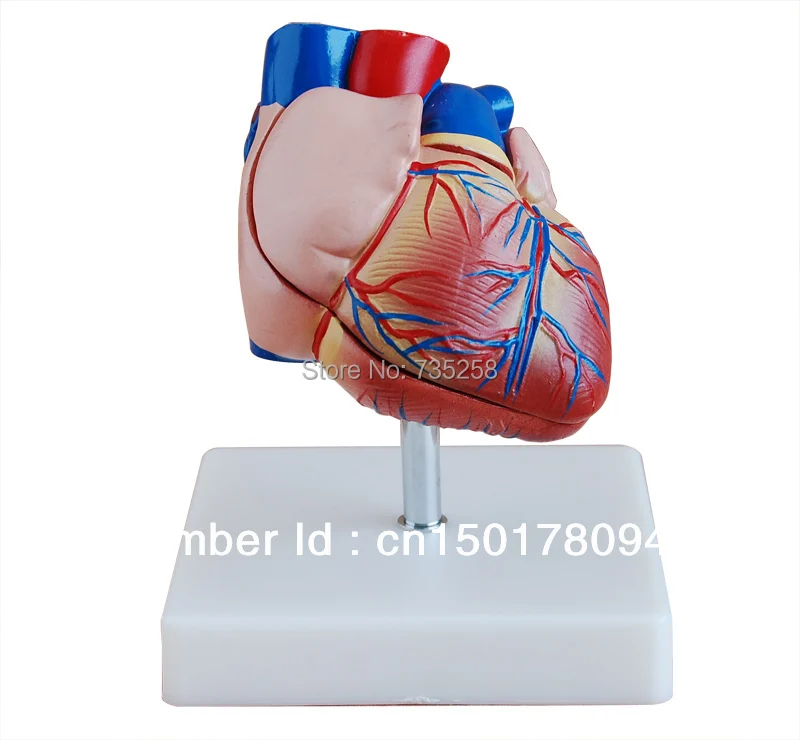 Модель сердца, 1:1 Анатомия сердца, Естественная модель большого сердца