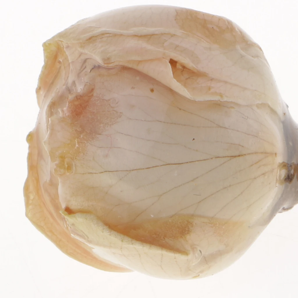 2 Pieces Dried Rose Flowers Charms with Liquid Resin Covered and Loop for DIY Earrings Pendant Jewelry Making Findings