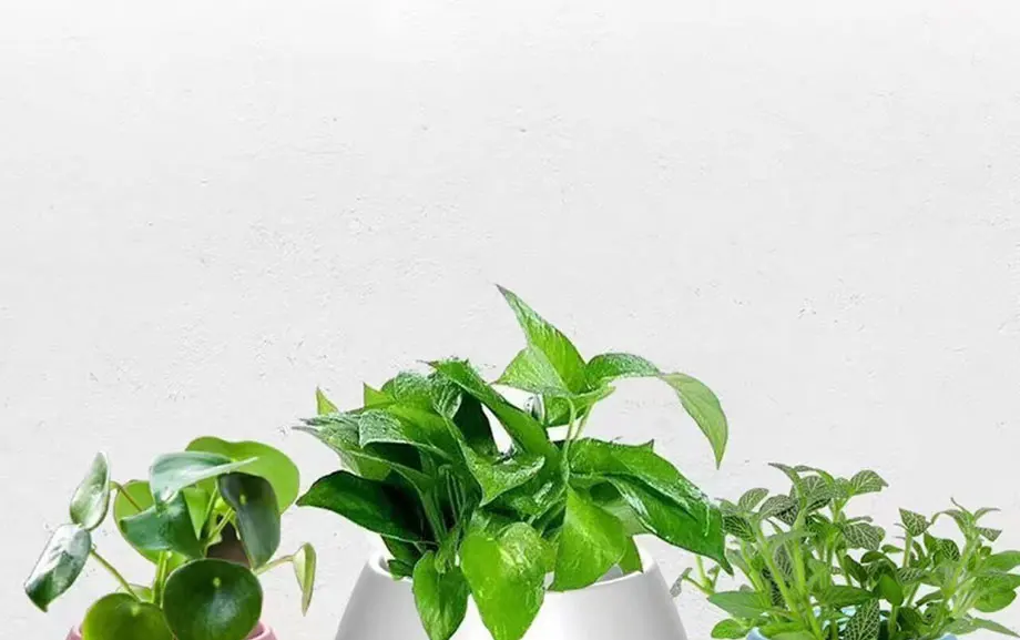 4304611889_1598661578_01