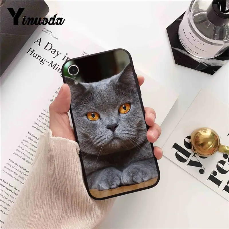 British Shorthair cat Top Design