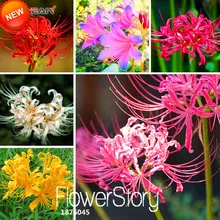 Новые Семена! 100 шт./пакет 6 цветов Семена ликориса горшечные растения Lycoris Лучистая семена цветов Садоводство многолетнее растение,# 88T6CA