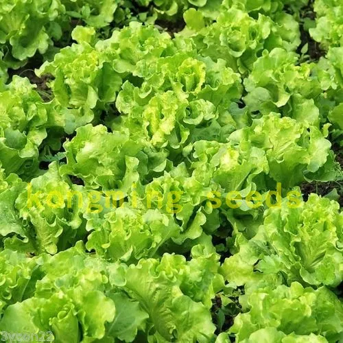lettuce seeds 200 pcs Leaf Salad Lolla Biondi Organic Heirloom vegetable seeds for home garden plant