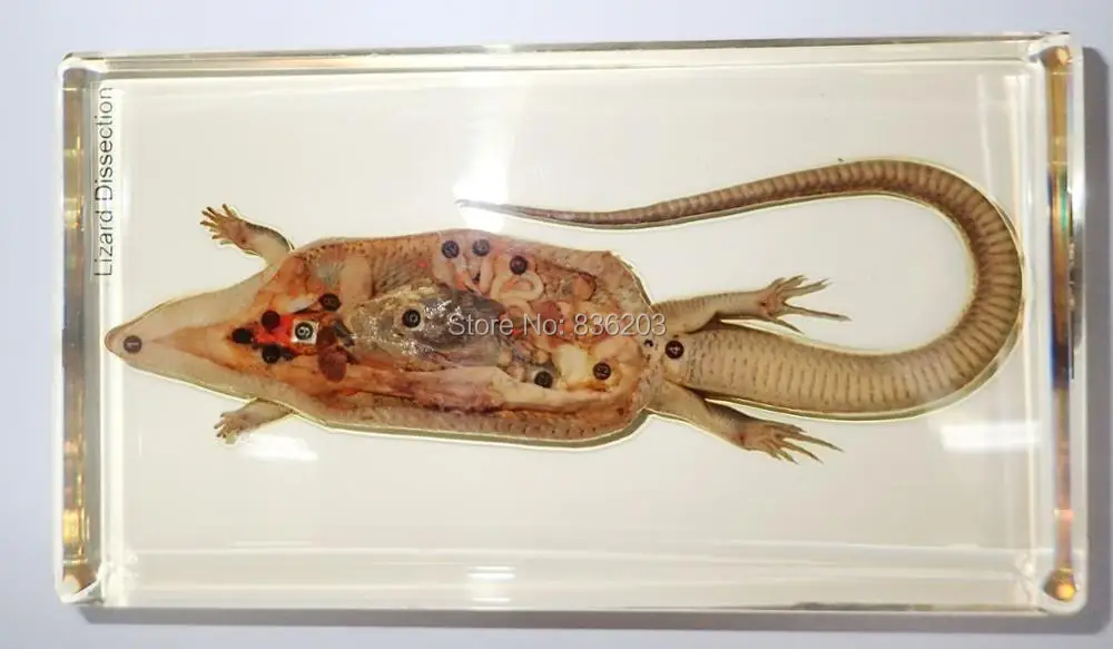 

Specimen Lizard dissection in Acrylic Scientific skeleton anatomy anatomical traumatic gun buy medical instruments condoms