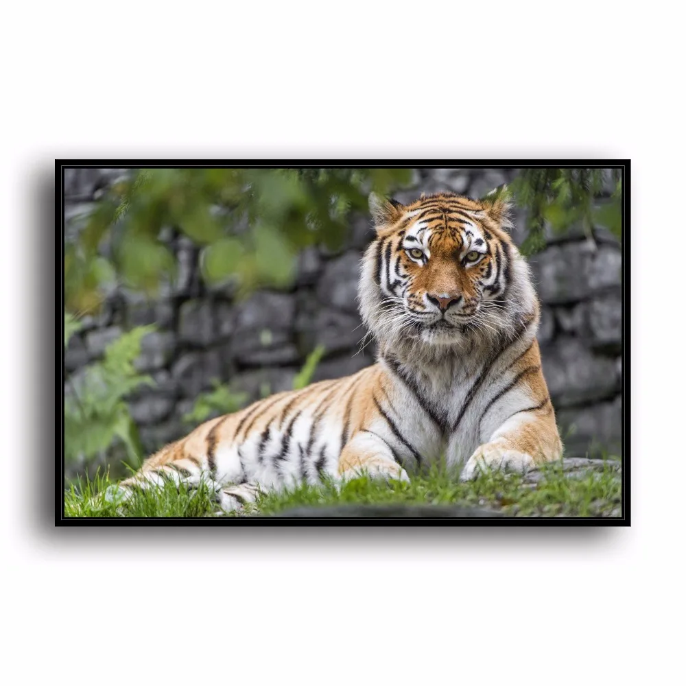 Sr100863 Kebun Binatang Harimau Alam Pemandangan Hewan Hd Kanvas