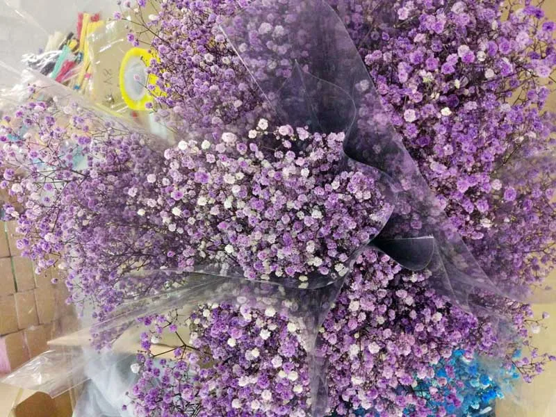 ms-babybreath purple