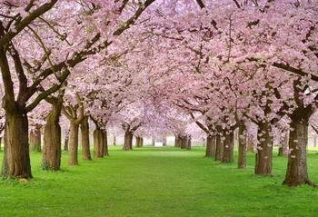 

HUAYI Spring Flowers tree pink Cherry blossom photography backdrops background photo newborn props baby thin vinyl XT-6167