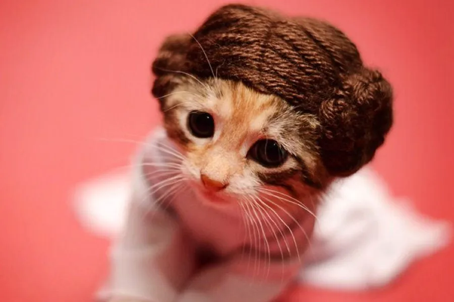 Cute And Funny Cats And Kittens Videos Cute And Funny Cats And Kittens Videos