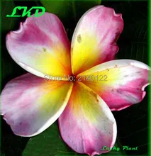 Plumeria rubra Plants Rooted 7-15 inch Frangipani Flower Daisy Bonsai Tree Plumeria Plants no17-angelcrow