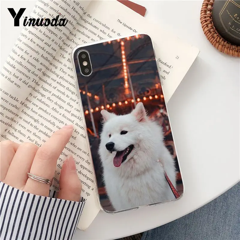 Dog Pomeranian