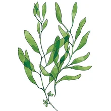 MOLEK DIY живопись маслом по номерам комплект Китайский медовый сакуры абстрактная акриловая Картина на холсте Современный домашний декор Настенная картина