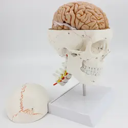 1:1 модель черепа анатомическая модель мозга с цифровым кодовым номером шейного отдела позвоночника skleotn модель