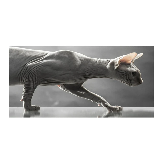 New Funny No Hair Don T Care Sphynx Cat Beach Shower Towel Micorifbre Cute Hairless Cats Kitten Face Hand Towel Christmas Gifts Bath Towels Aliexpress