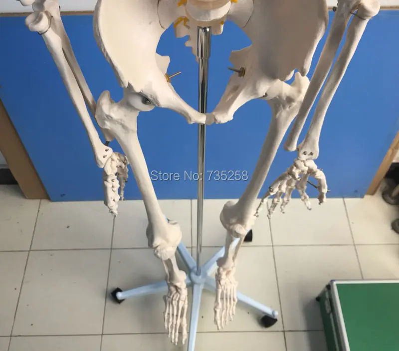 Размер скелета рост 180 см модель человека всего тела|human skeleton model|skeleton modelmodel model human