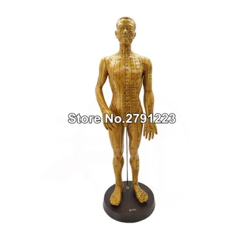 

High Quality Meridian model human acupuncture point human body model 50cm Medical Education Appliances male