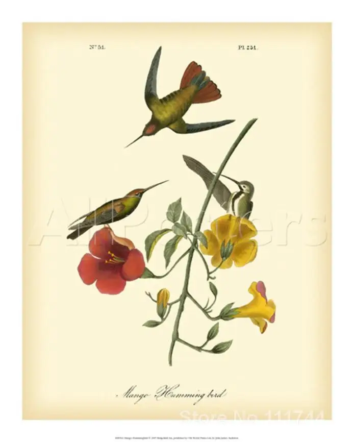 

Animal paintings of John James Audubon Mango Hummingbird Hand painted canvas art High quality
