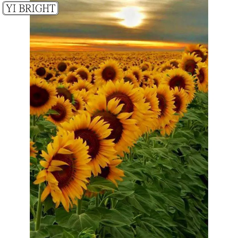 d9219964e38fb31410b19666879b622a--field-of-sunflowers-sunflower-fields