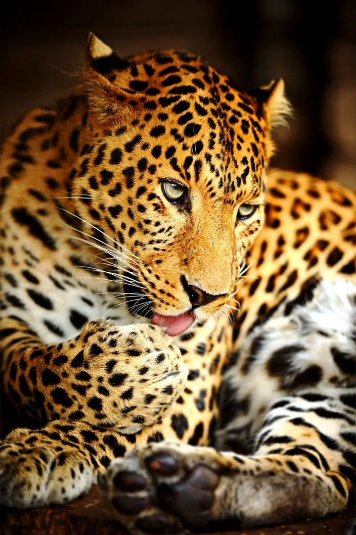 Animal (22)