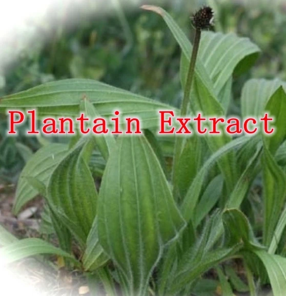

1pack Nuture Plantain Extract Plantaginin 10:1caps 500mg x300pcs free shipping
