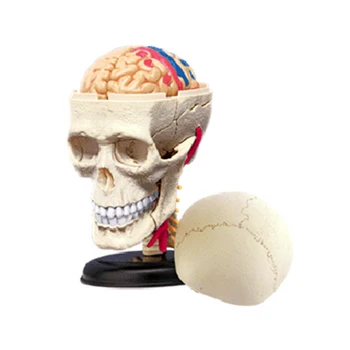 

4D Master puzzle assembling toy human skull organ anatomy model medical teaching