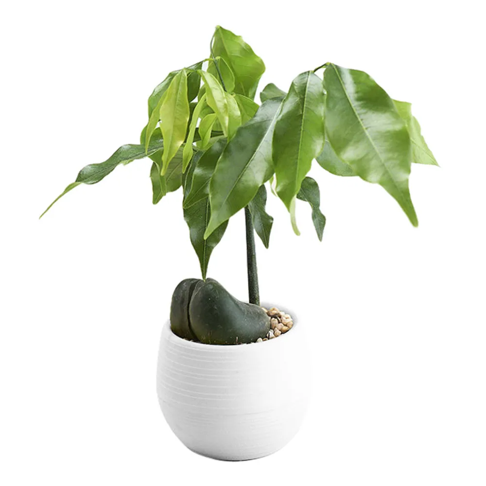 

1pc Flower Pot white green blue 7X7X6.5cm Mini Colourful Round Plastic Plant Flower Pots Home Office Decor Planter Gardening