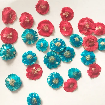 

30Pcs Small Daisy Dried Pressed Flower Package Free Shipment For Glass Ornaments