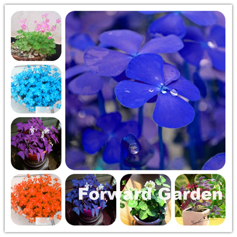 

100 Pcs Four Leaf Clover Bonsai Family Indoor Easy To Plant Flowers Four Leaf Lover Valentine Grass Sementes Budding Rate 98%