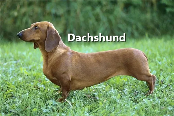 Dachshund2