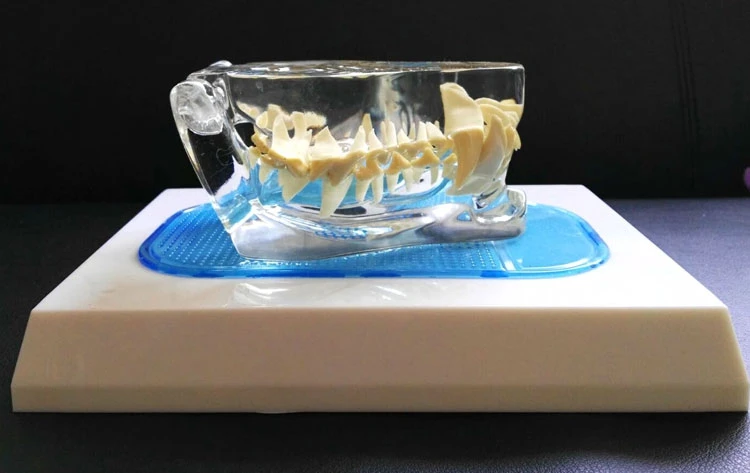 

Anatomical Canine Pathology Jaw Model Medical Dog Mouth and Teeth Anatomy Clear Canine Jaw Anatomical Model