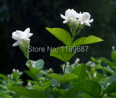20pcs/bag white jasmine flower, fragrant plant arabian jasmine bonsai free shipping- high quality 98% Germination rate 20pcs/bag white jasmine flower, fragrant plant arabian jasmine bonsai free shipping- high quality 98% Germination rate