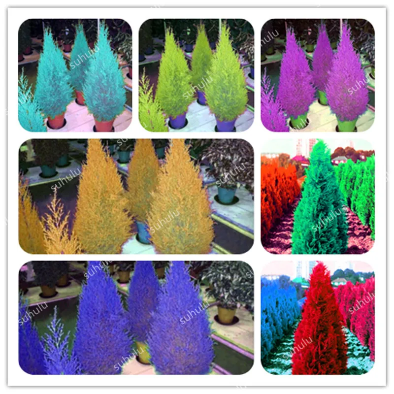 

100 Pcs Blue Cypress Trees Bonsai Seedssplants, Platycladus Orientalis Arborvitae Conifer Indoor Plants Diy Home Garden Plants