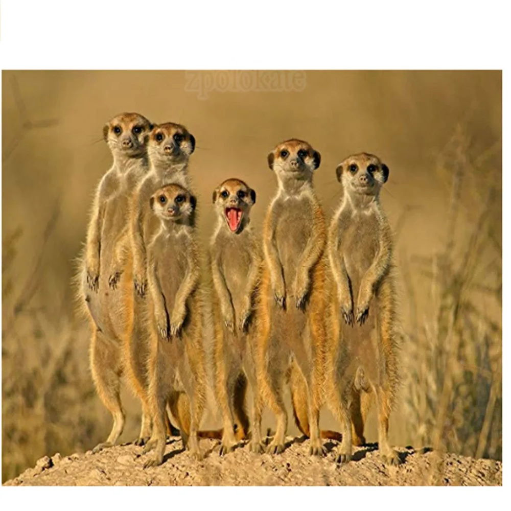 Одеяло s Funny Meerkat family Comfy забавное одеяло для кровати | Дом и сад