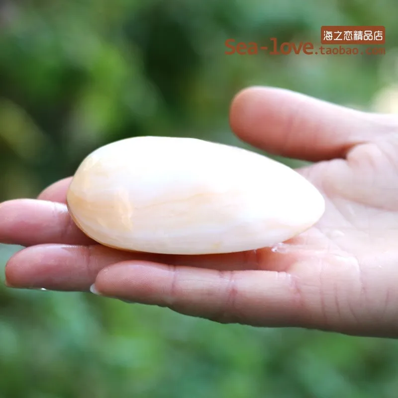 

Natural Conch Shell Pearl Scraping Plate Gift Friends Home Decoration Craft Micro-landscape Shells Decoration Crafts Nordic Gift