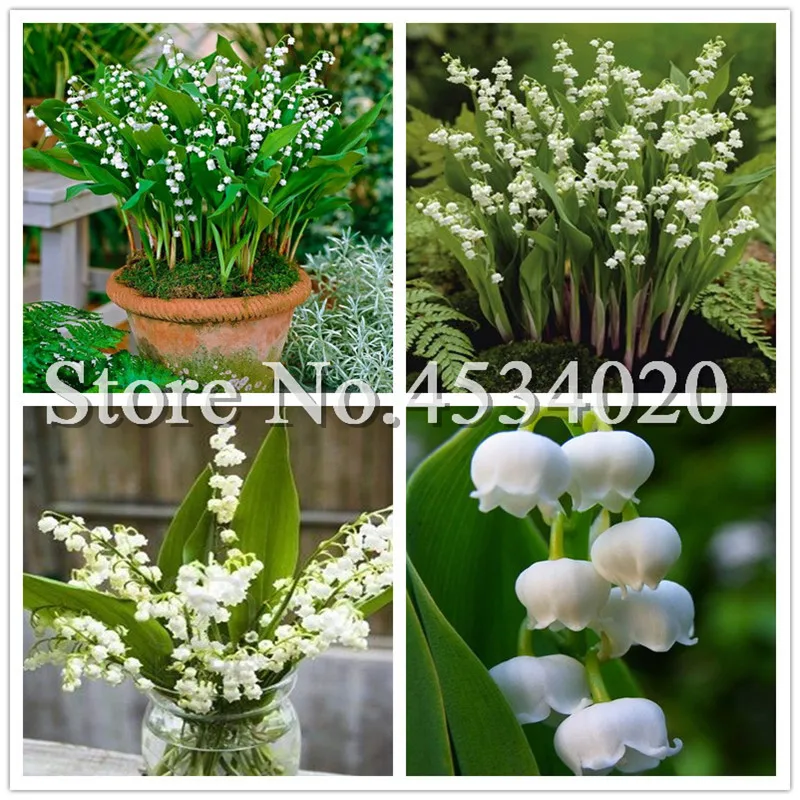 

100 Pcs/Bag Lily Of The Valley Flower Bonsai, Bell Orchid Bonsai plants, Rich Aroma, White Orchids For Home Garden Decoration