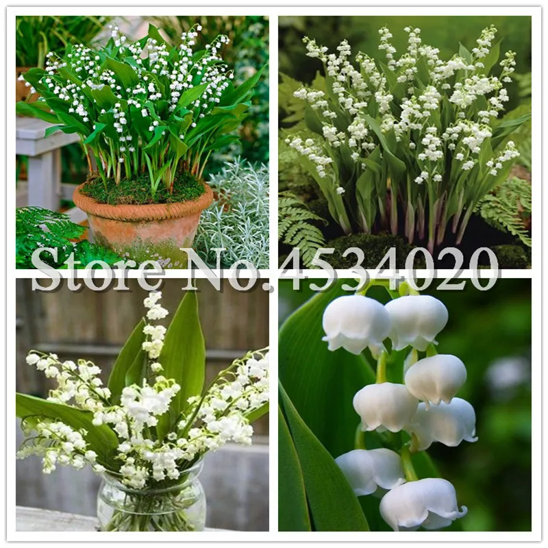 100 Pcs/Bag Lily Of The Valley Flower Bonsai, Bell Orchid Bonsai plants, Rich Aroma, White Orchids For Home Garden Decoration