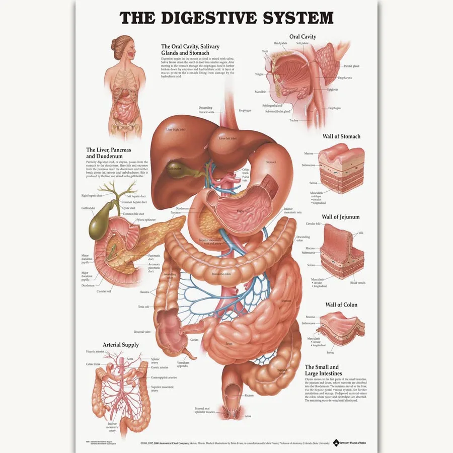 FX1067 пищеварительная система тело человека структура здоровья Анатомия диаграмма плакат искусство шелк Холст домашний комната Настенный декор с печатью