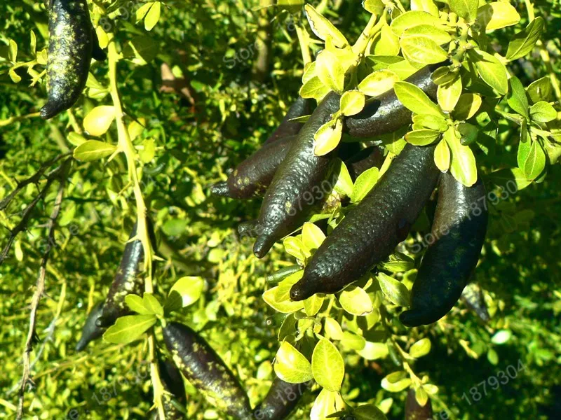 Продвижение новых палец Лайма цитрусовые граната бонсай вкусные сладкие фруктовые Флорес Для Домашнее садовое растение Смешанные цвета 50 шт./пакет