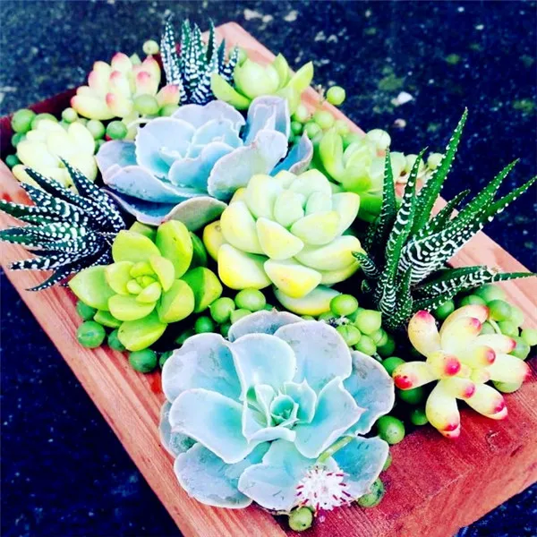 2000 pcs/ bag Exotic Mini Succulent Cactus Rare Succulent Perennial Herb Plants Bonsai Pot Flower Indoor for Garden Flore Pot 2000 pcs/ bag Exotic Mini Succulent Cactus Rare Succulent Perennial Herb Plants Bonsai Pot Flower Indoor for Garden Flore Pot