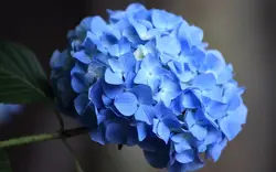 20 шт. синий цветок гортензии Азиатский Свадебная вечеринка цветочных растений букет отель Свадебная вечеринка Декор Бесплатная доставка