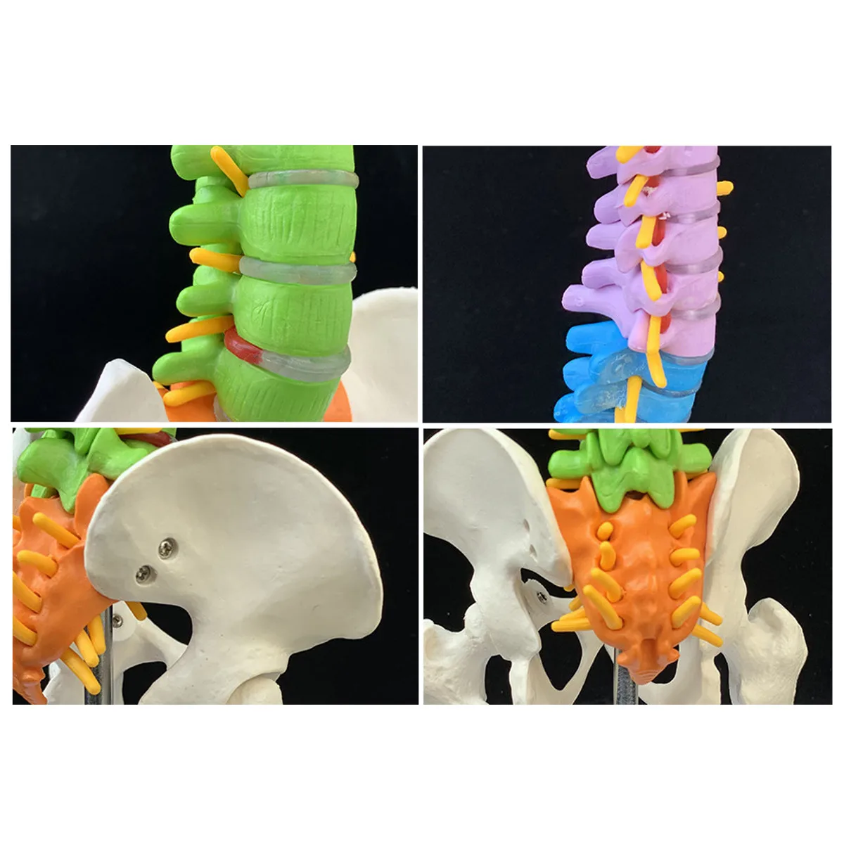 45 см с тазовой анатомической анатомией человека позвоночника медицинская модель позвоночника учебные материалы для медицинских студентов
