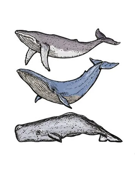 Waterproof Temporary Tattoo Sticker Unique Dolphin Fish Design