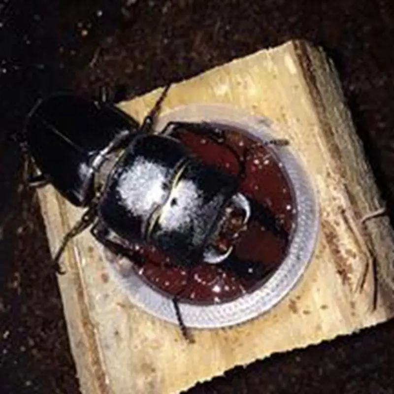 

Beetle jelly sets Hercules beetle adults Broadleaf trees General jelly sets Place the jelly Feed products x 2 pcs