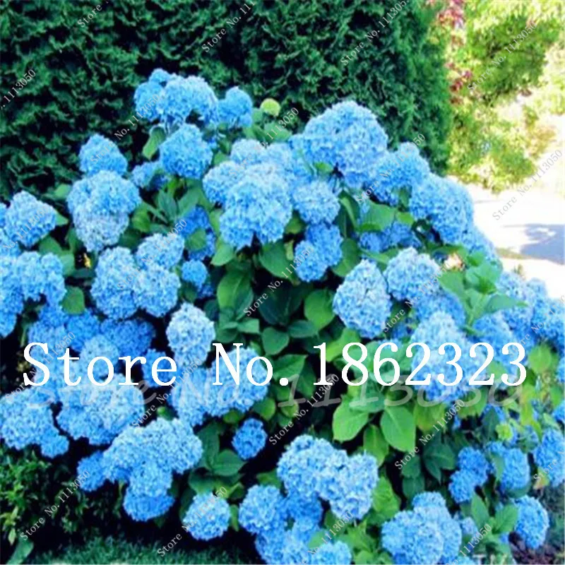 Sale! 50 Pcs Hydrangea Bonsai Tohum Garden Flower Plants Indoor Flowers