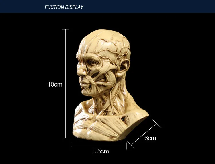 Горячая распродажа Новое поступление Mrzoot смолы ремесло художественная живопись статуи для модели копия декорации черепа аксессуары для дома медицинские