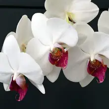 Белая орхидея Ремесло Цветок картина Раскраска по номерам DIY масляная краска на холсте в рамке 40x50 см картина по номерам