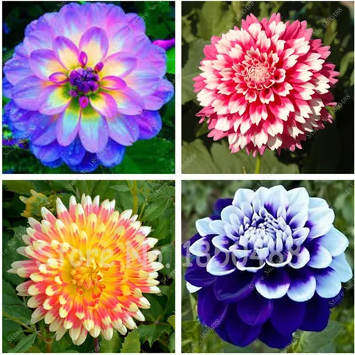 50 шт./пакет Dahlia георгины цветок смешанных цветов семена для DIY домашний сад