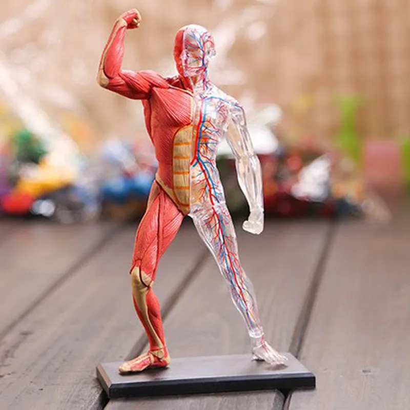 

4D Assembled Human Muscle Anatomy Model Anatomical Model Medical Model Human Anatomy Transparent Body Medical Science Supply